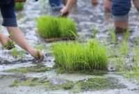 Sistem Pertanian Padi Rendah Karbon Memitigasi Emisi Gas Rumah Kaca. (Foto: ist)