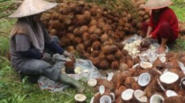 Pemerintah memastikan belum ada rencana menyetop ekspor kelapa dalam waktu dekat. (Foto: ist)