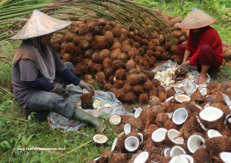 Pemerintah memastikan belum ada rencana menyetop ekspor kelapa dalam waktu dekat. (Foto: ist)