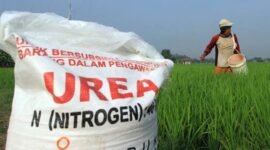Ilustrasi pupuk bersubsidi yang dibutuhkan petani tapi kerap sulit diperoleh. (Foto: ist)