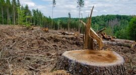 Ilustrasi perkara pembalakan kayu di lahan sendiri yang terindikasi melanggar.