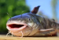 Ikan lele dikenal murah tapi kaya akan Omega-3 (DHA & EPA) serta rendah lemak jenuh untuk kesehatan jantung.