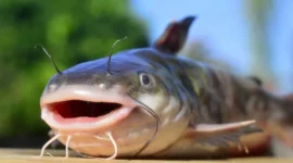 Ikan lele dikenal murah tapi kaya akan Omega-3 (DHA & EPA) serta rendah lemak jenuh untuk kesehatan jantung.