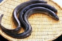 Ikan sidat Indonesia memiliki nutrisi tinggi melebihi kandungan pada ikal salmon. (Foto: ist)