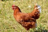 Penggunaan kandang individu yang sempit kini mulai ditinggalkan dan beralih ke sistem pemeliharaan ayam petelur bebas sangkar atau cage-free.