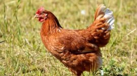 Penggunaan kandang individu yang sempit kini mulai ditinggalkan dan beralih ke sistem pemeliharaan ayam petelur bebas sangkar atau cage-free.
