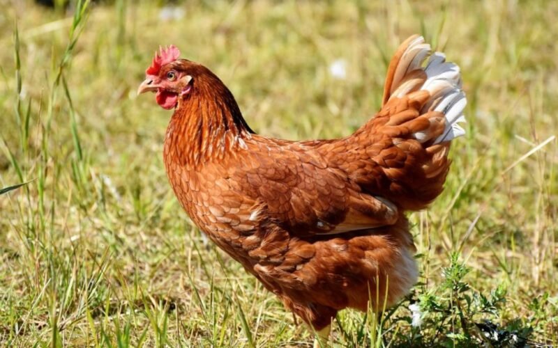 Penggunaan kandang individu yang sempit kini mulai ditinggalkan dan beralih ke sistem pemeliharaan ayam petelur bebas sangkar atau cage-free.