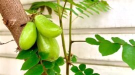 Tak hanya cocok untuk penyedap sayur, belimbing wuluh juga berkhasiat untuk kesehatan rambut. (Foto: Lingkartani)